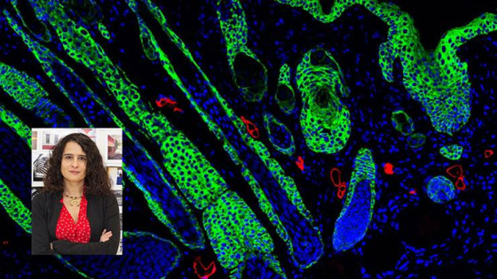 Tatiana Segura, post-injury cells in a wound